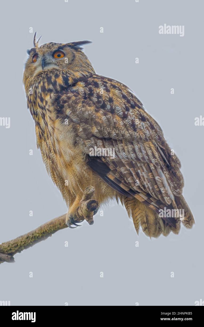Eurasian eagle owl -Uhu Bubo bubo. Stock Photo