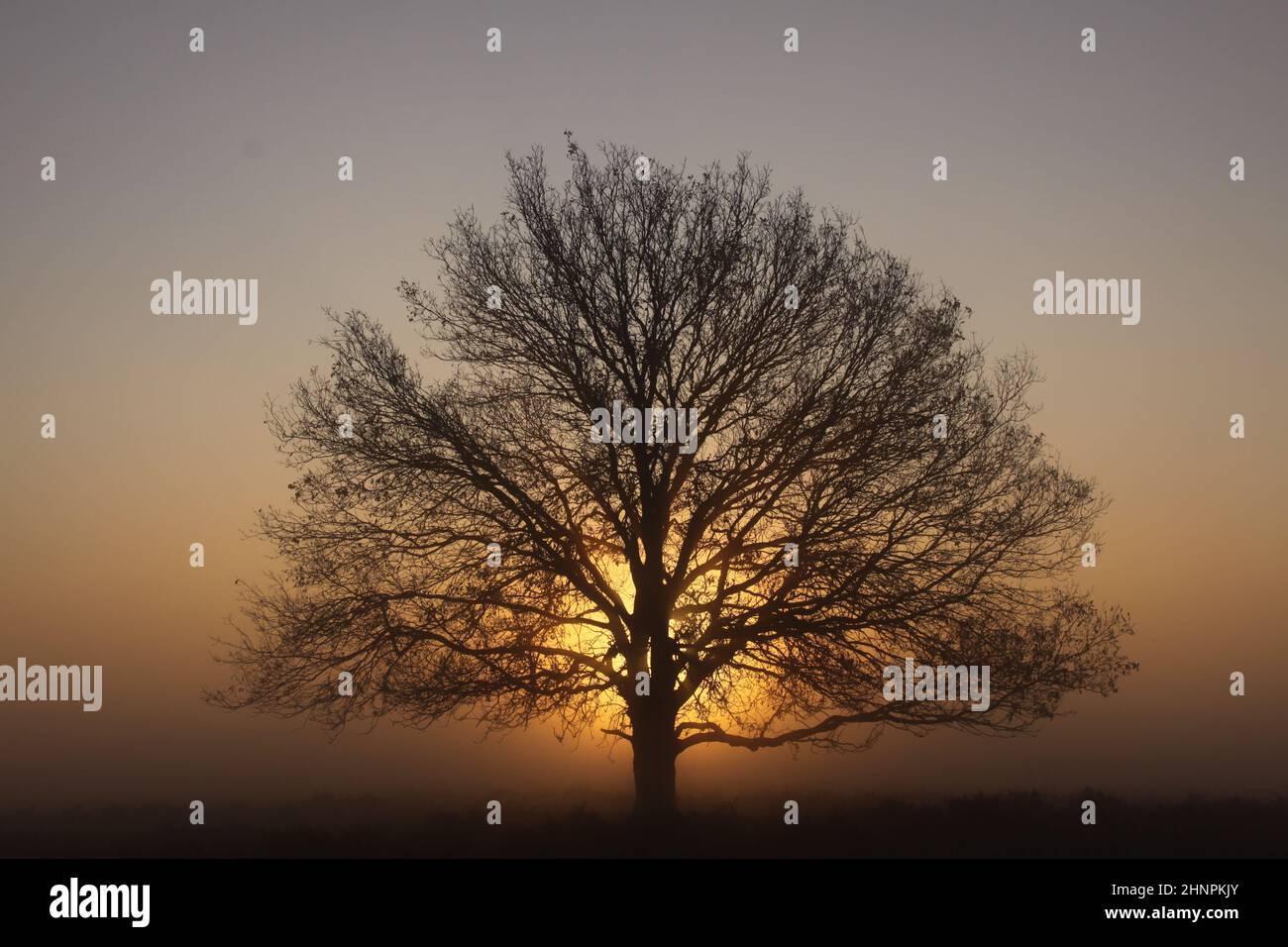 Lone tree in dense fog during the golden hour Stock Photo - Alamy