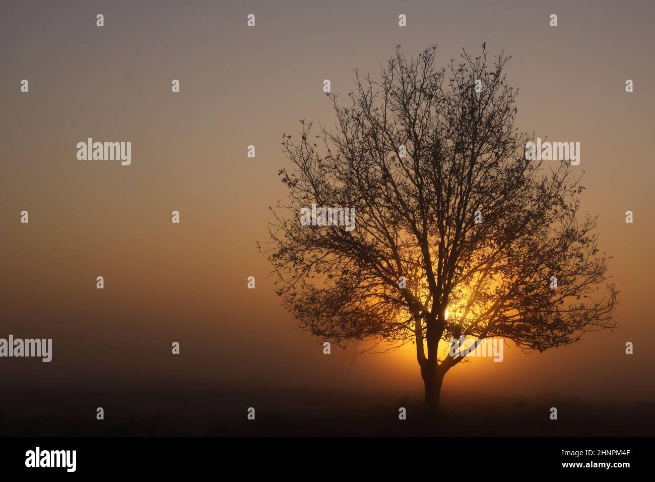 Lone tree in dense fog during the golden hour Stock Photo - Alamy
