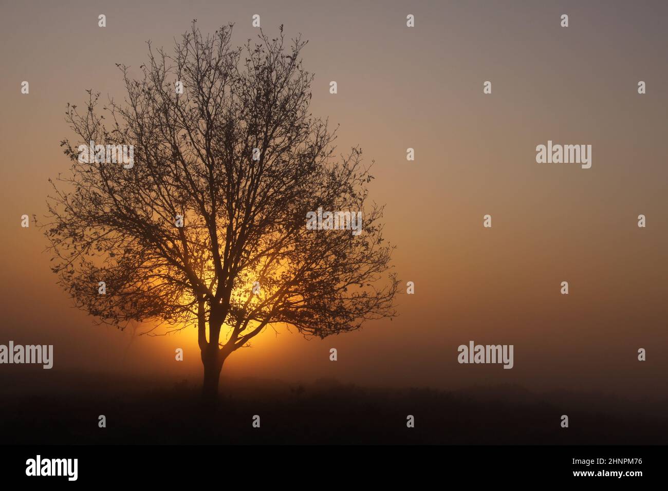 Lone tree in dense fog during the golden hour Stock Photo - Alamy