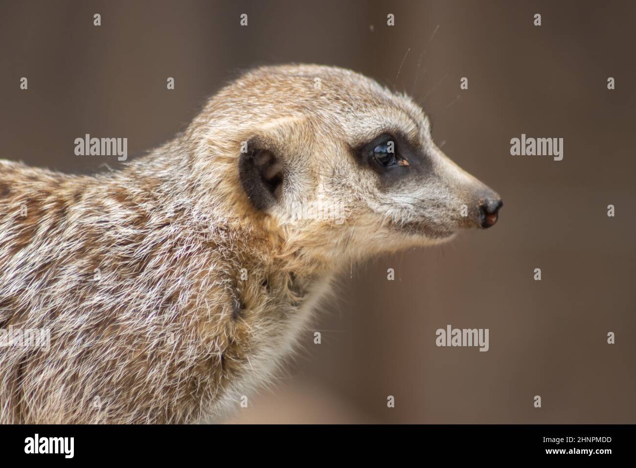 The meerkat (Suricata suricatta), also called Surikate or outdated Scharrtier, is a species of mammal from the mongoose family (Herpestidae). Stock Photo