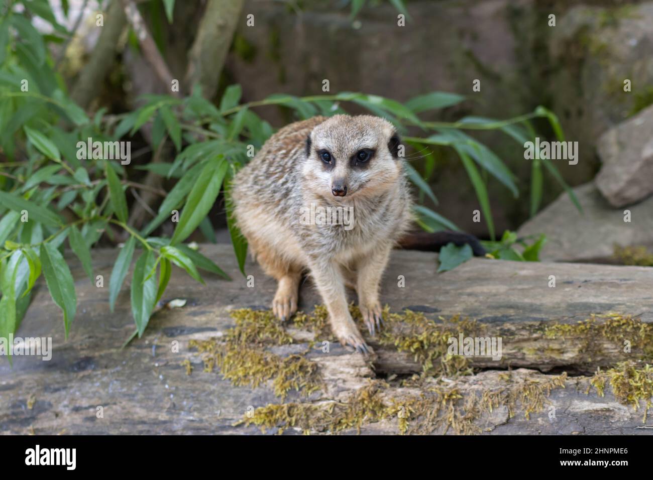 The meerkat (Suricata suricatta), also called Surikate or outdated Scharrtier, is a species of mammal from the mongoose family (Herpestidae). Stock Photo