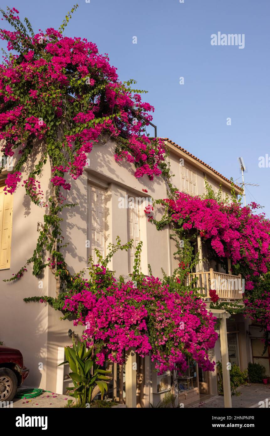 Red bougainvillea climbing on the wall of  house in Rethymnon, Crete Stock Photo