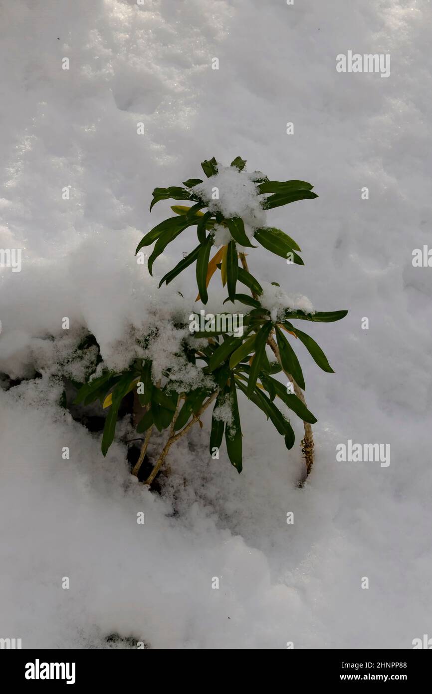 Snowy perennial gillyflower or Cheiranthus cheiri with leaves in winter, Sofia, Bulgaria Stock Photo