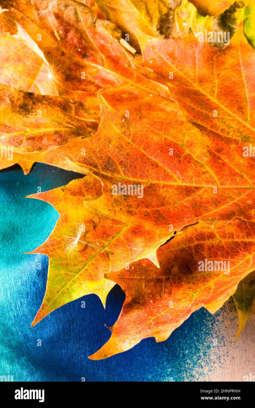 Vertical vibrant golden maple leaf hi-res stock photography and images ...