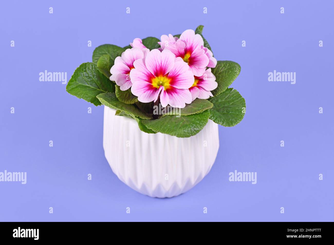 Potted pink 'Primula Acaulis' primrose flowers in bloom on violet background Stock Photo