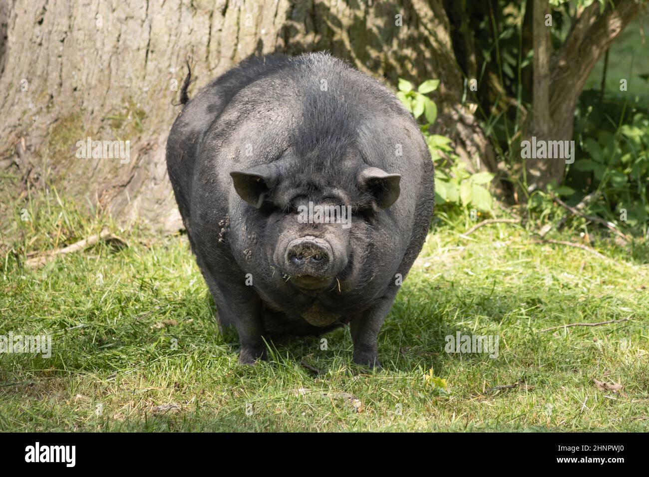The pot-bellied pig comes from the binding pig, a Southeast Asian ...