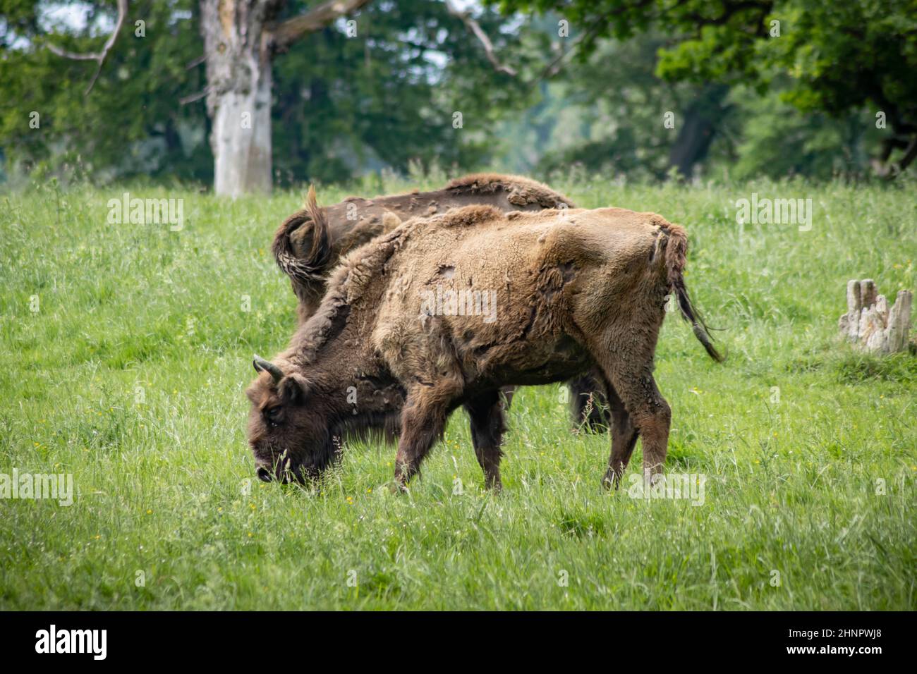 The bison is the largest land mammal in Europe Stock Photo Alamy