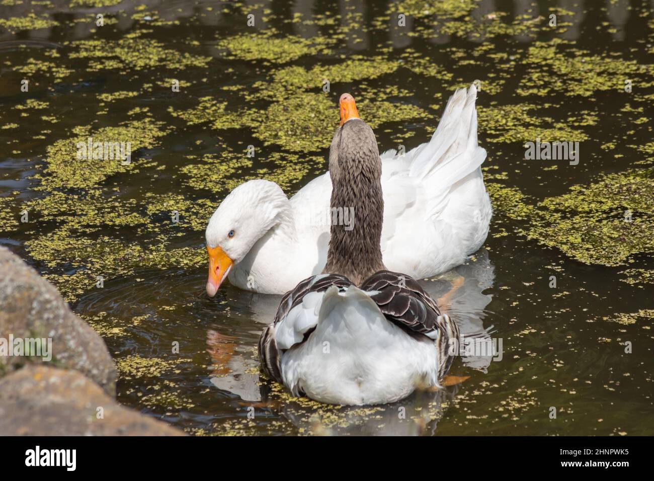 This breed of ducks is said to go back to a duck native to Southeast