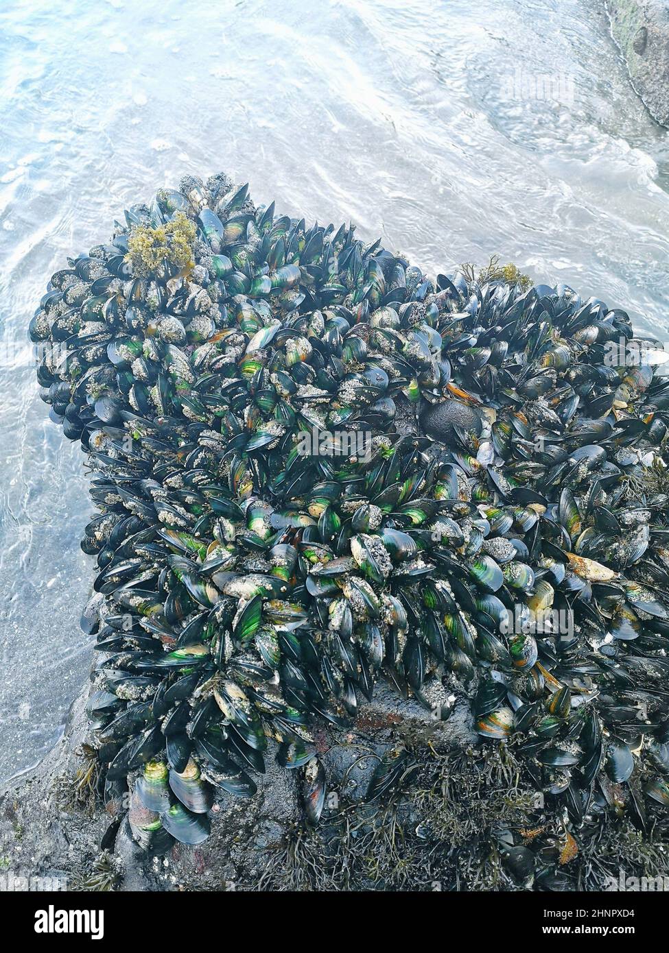 Patches of mussels in Maukatia Bay in Auckland, New Zealand Stock Photo