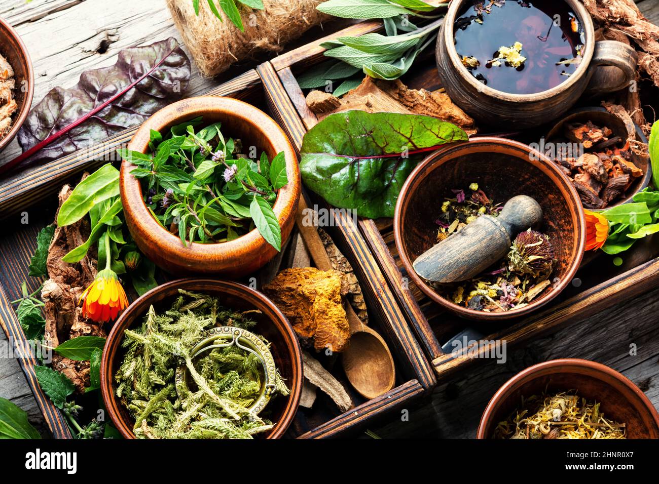 Medicinal herbs,plants and roots in alternative medicine.Big set of ...