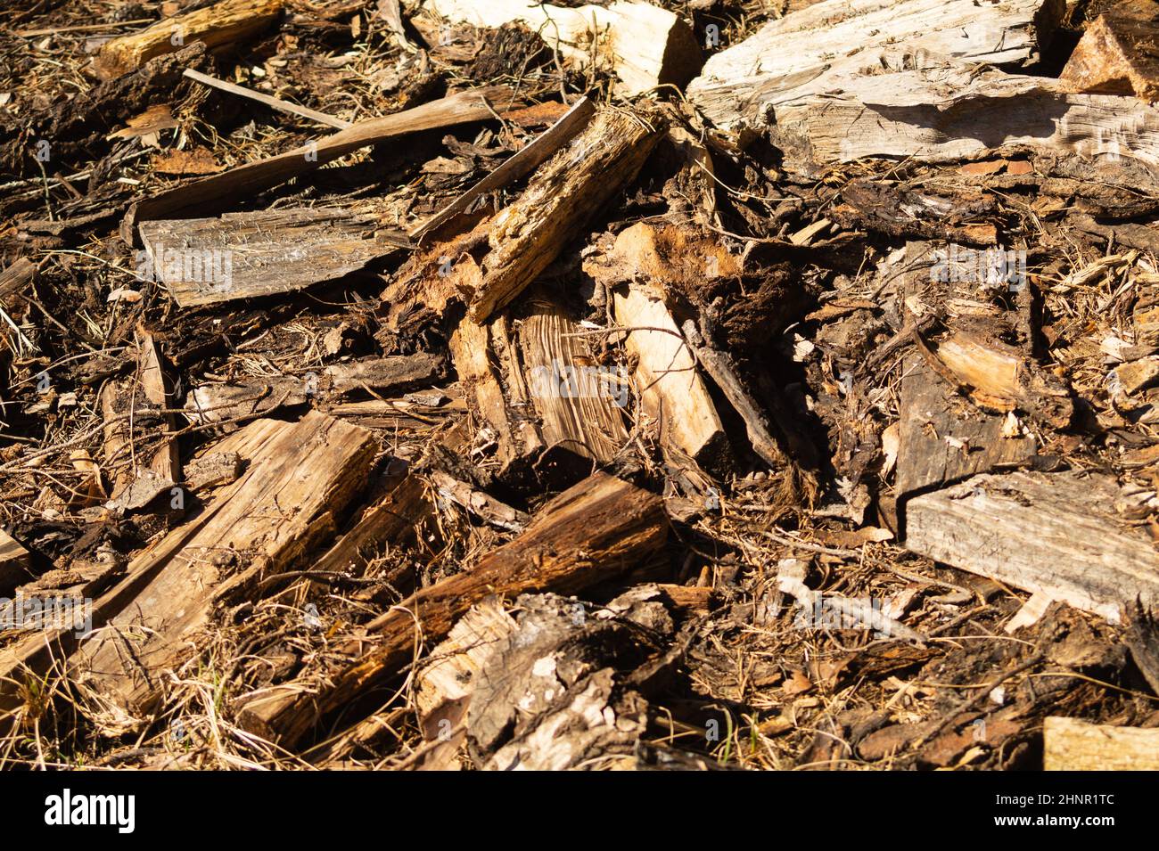 Dry ground with wood chips in the forest. forest soil with grass and