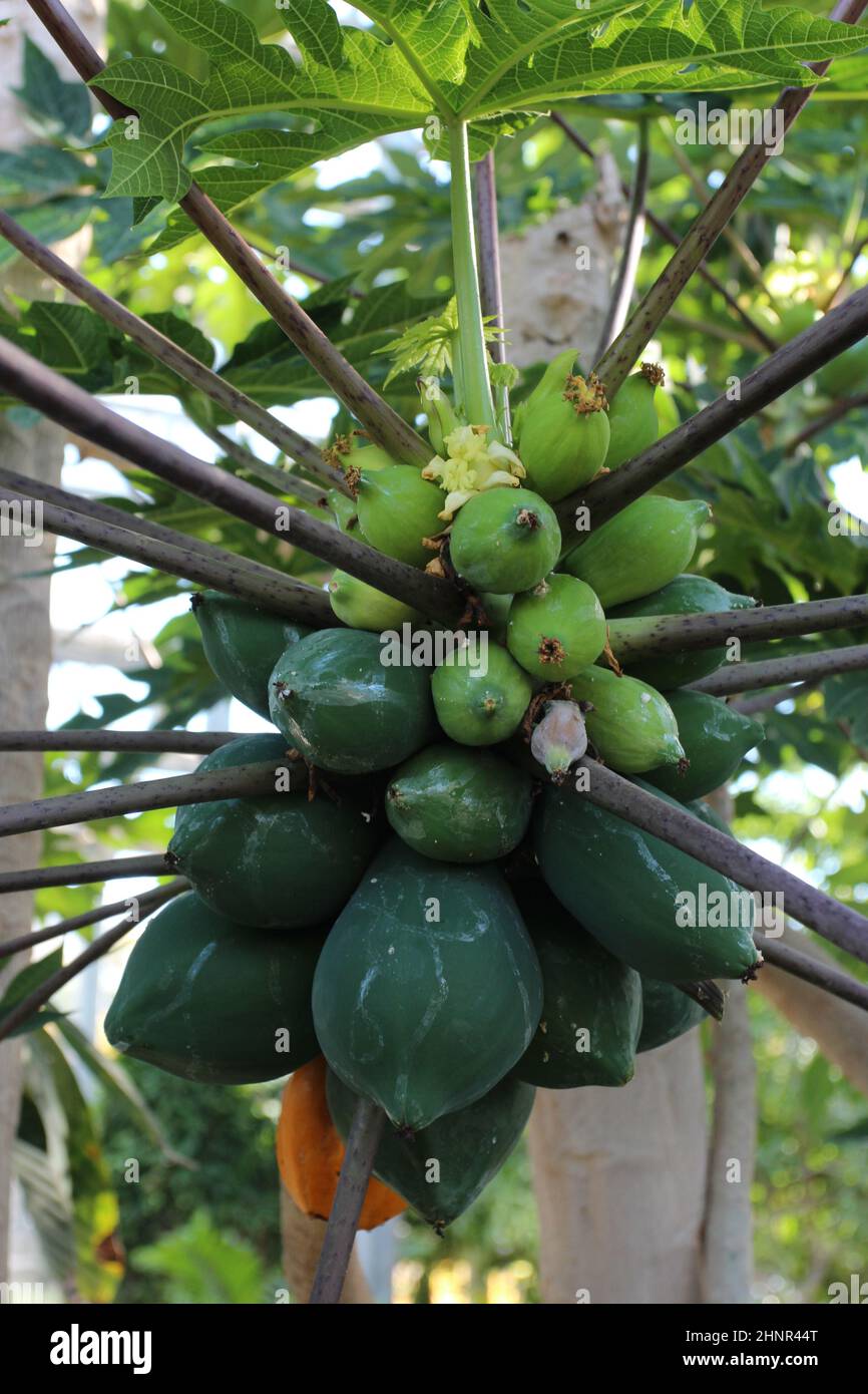 Close up of a bunch of papayas growing on a Carica Papaya plant Stock Photo