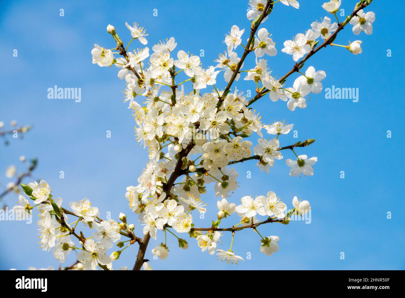 Spring,Blooming,Tree,Against,Blue sky,Prunus domestica,Prunus,Early spring,Branches,Flowers Stock Photo