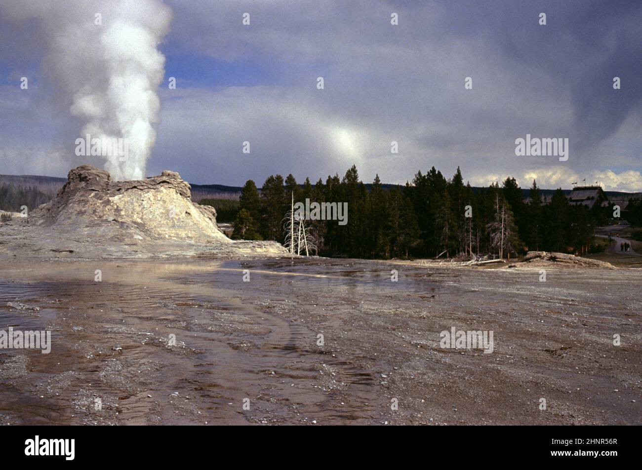 Yellowstone National Park, U.S.A. 5/1995. Yellowstone National Park is 3,468.4 sq mi. Home to lakes, canyons, rivers, abundance herds of elk, grizzly and black bear and American bison, several packs of Rocky Mountain wolves, Sand Hill cranes, Three hundred eleven species of birds have been reported, almost half of which nest in Yellowstone and beautiful mountain ranges, rivers, water falls, meadows and forests. Yellowstone Lake rests over the Yellowstone Caldera, the largest super volcano in North America. Well over half of the world's geysers and hydrothermal features call Yellowstone home. Stock Photo