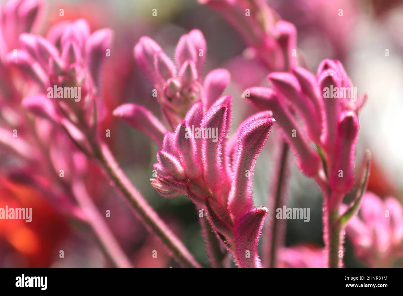 Closeup of the fuzzy petals on a Kangaroo Paw plant. Stock Photo