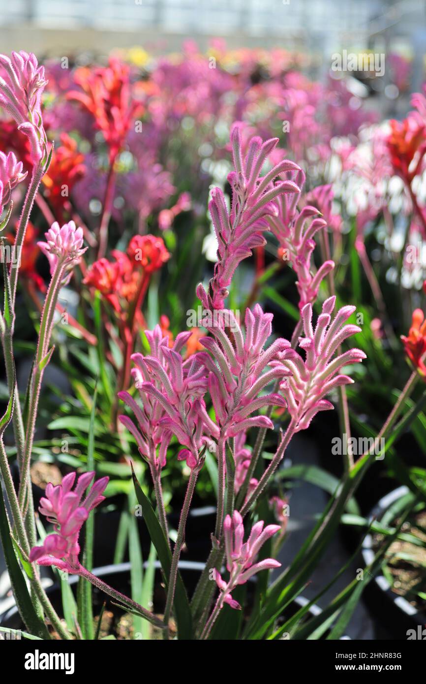 Vertical photos of a pink Kangaroo Paw flowers. Stock Photo