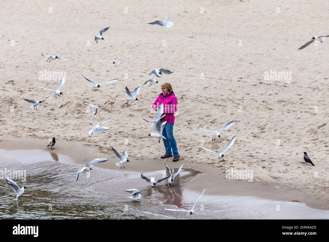 woman loves to feed the seagulls at the baltic sea Stock Photo