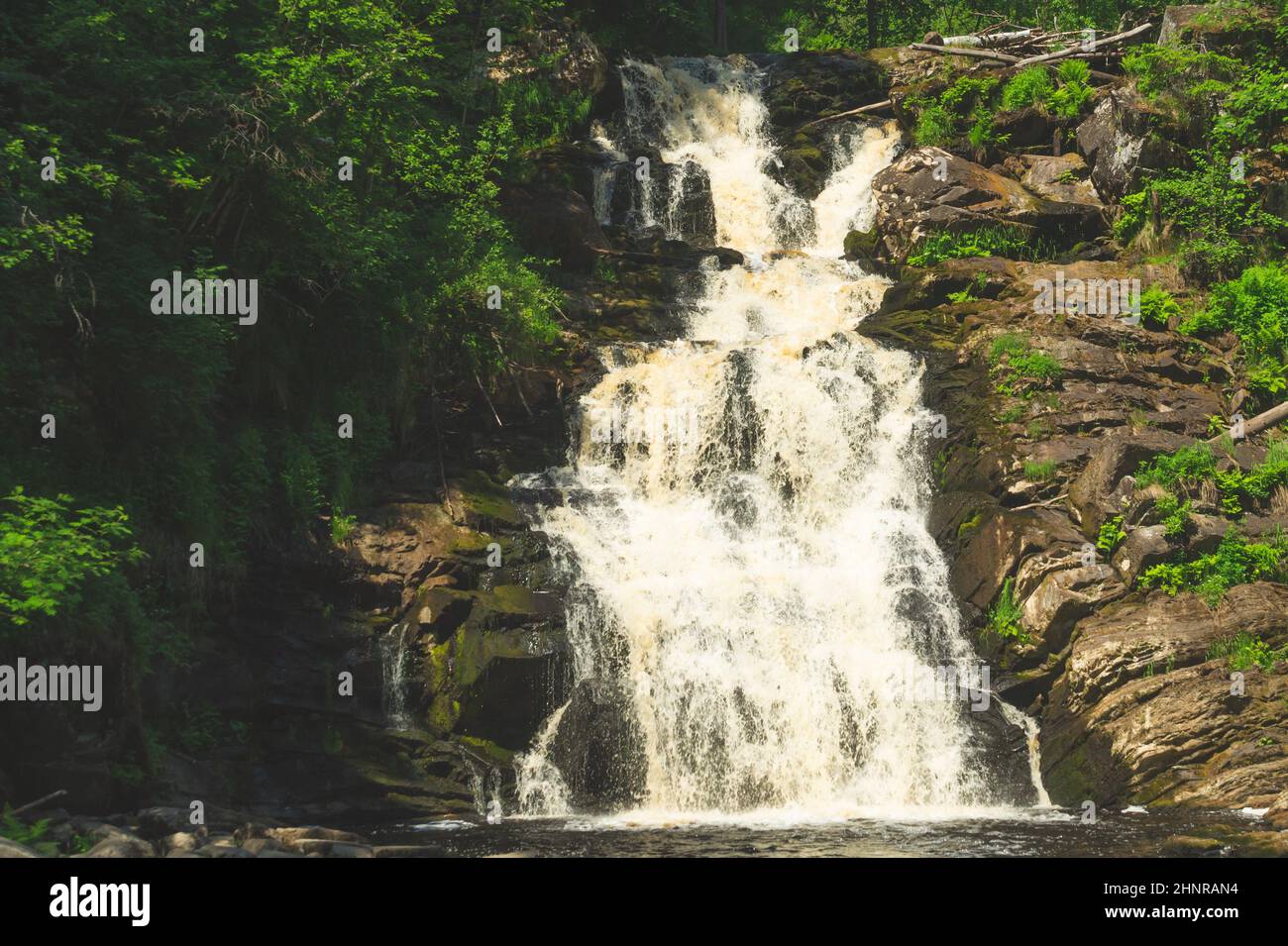 Waterfall in dense forest. mountain river. woodland creek. water flow