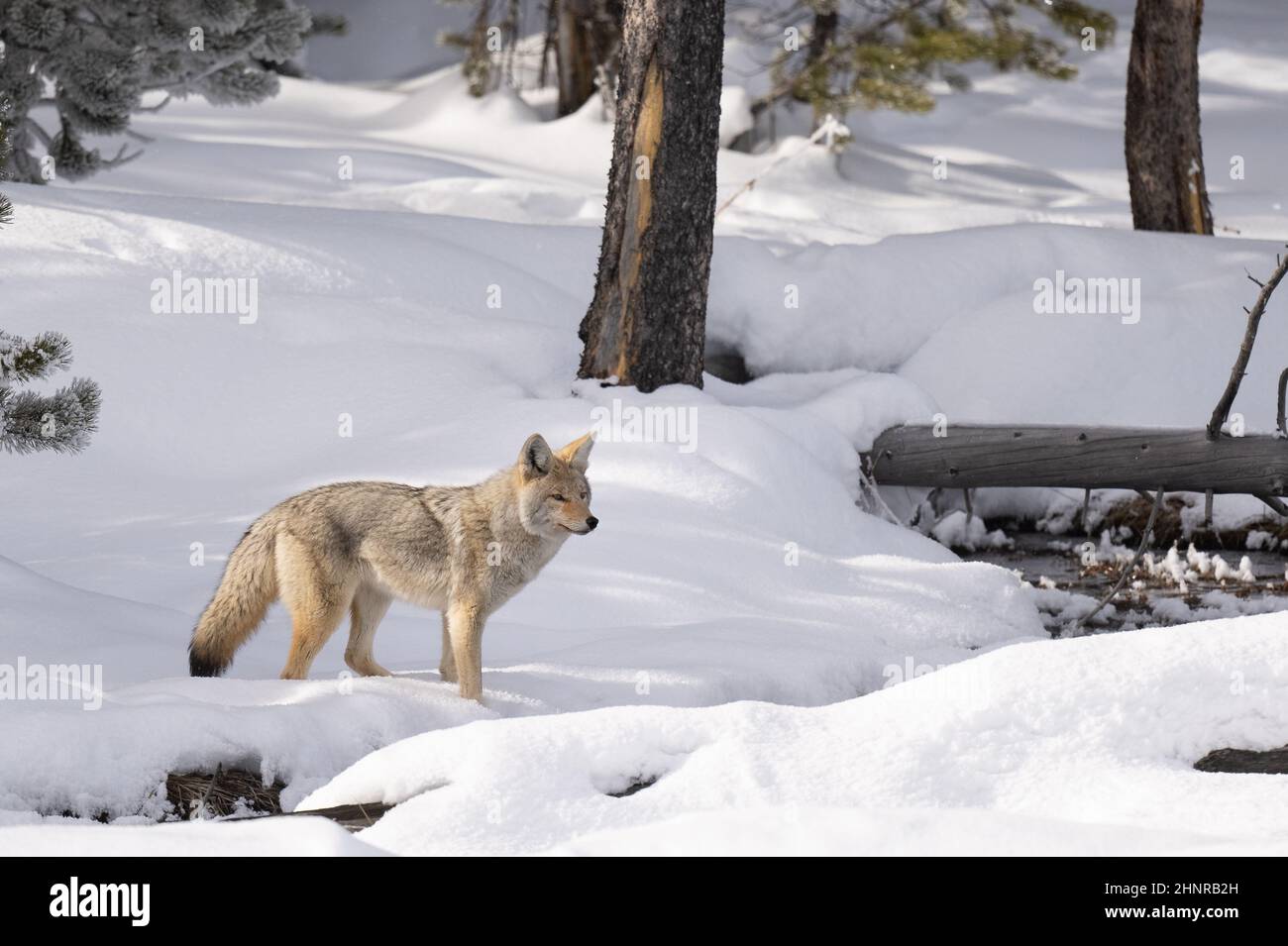 Coyote in snow at Yellowstone National Park. Stock Photo