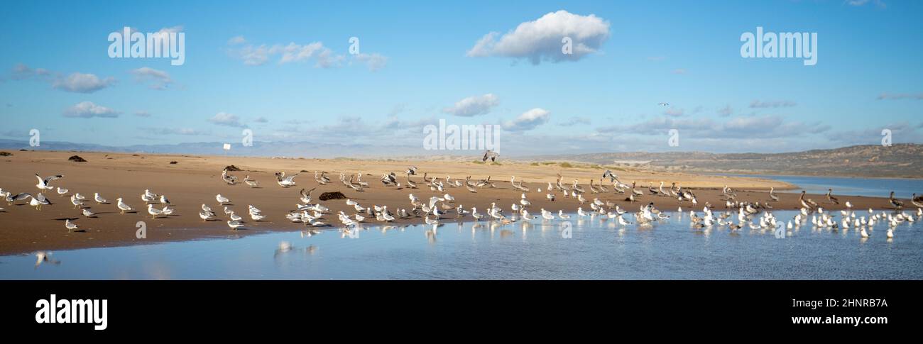 Seagulls on strip of sand between Pacific ocean and the Santa Maria river at Rancho Guadalupe Sand Dunes Preserve on the central coast California USA Stock Photo