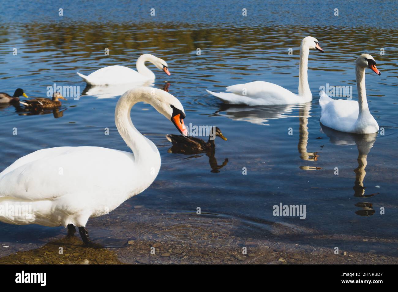 White swans swimming in the lake Stock Photo - Alamy