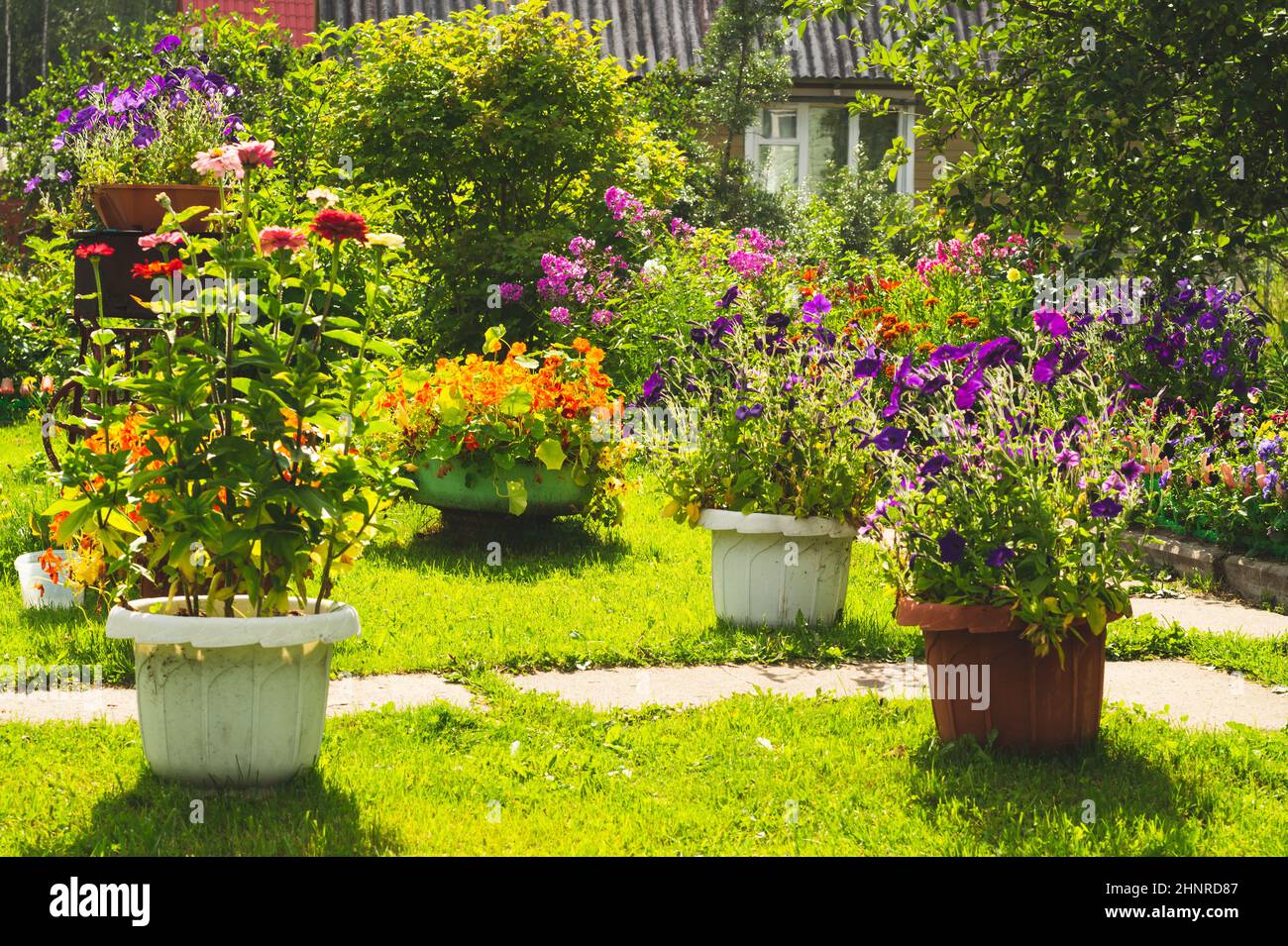 Garden with colorful flowers in flower pots. flower beds in the yard