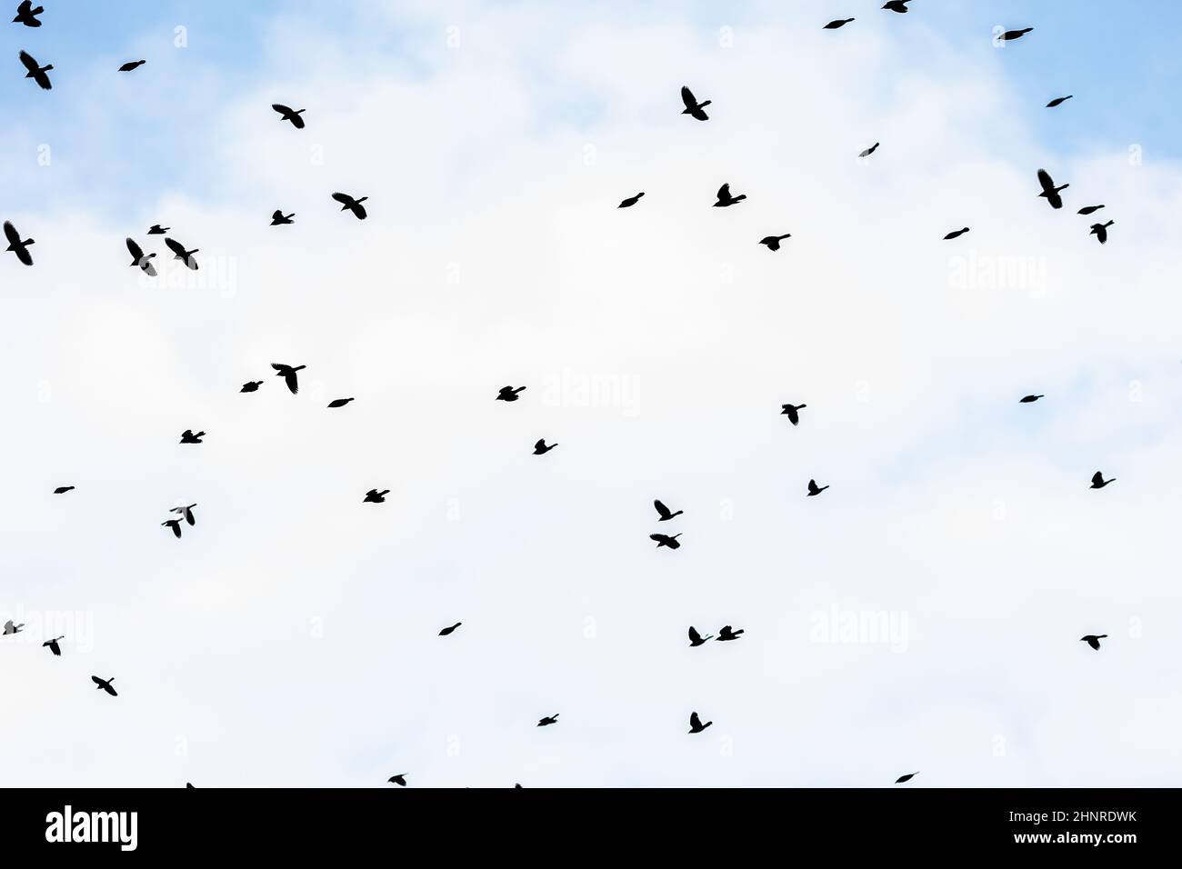 Cloudy and Blue Sky with Flock of Birds Flying Stock Photo - Alamy