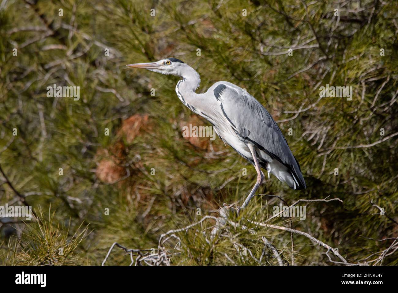 Grey heron perched on a pine branch in Madrid (Ardea cinerea) Stock Photo