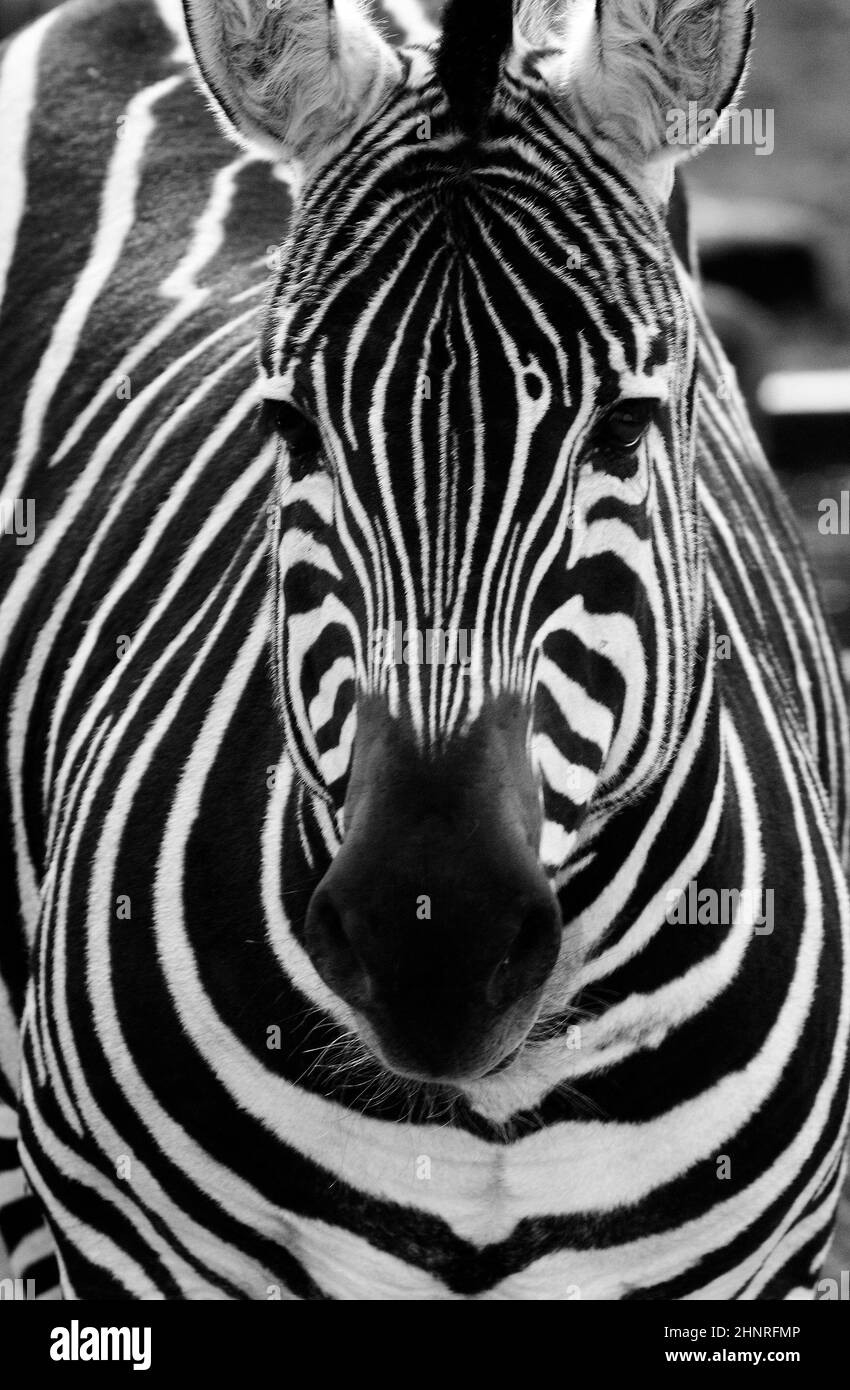 black and white zebra Stock Photo Alamy