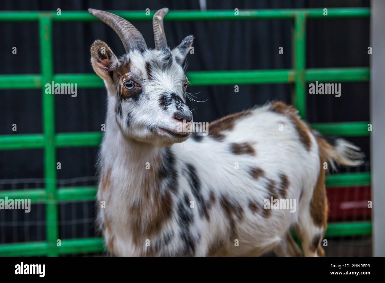 A white and black spotted goat in Phoenix, Arizona Stock Photo