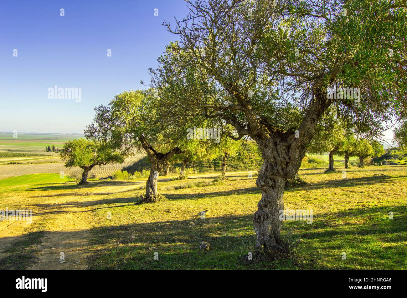 Olive tree Field in the south Stock Photo - Alamy