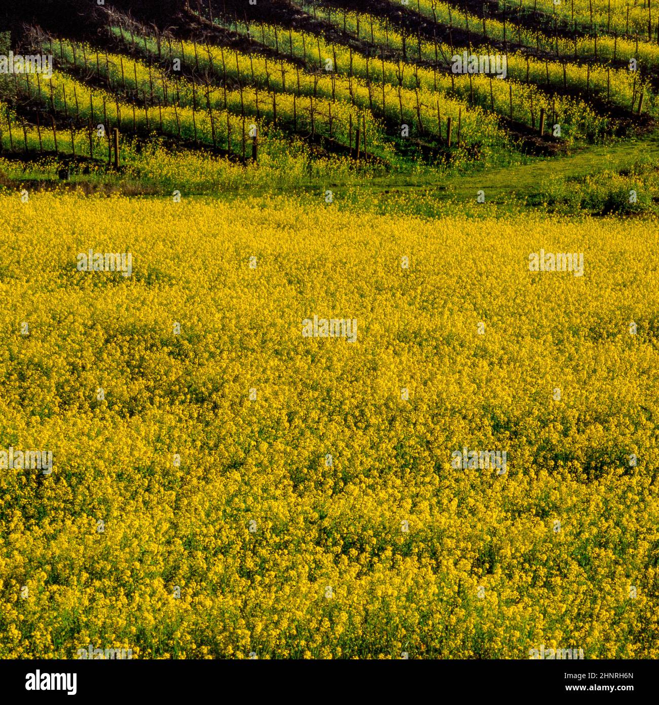 Mustard, Field, Vineyard, Napa Valley, California Stock Photo Alamy
