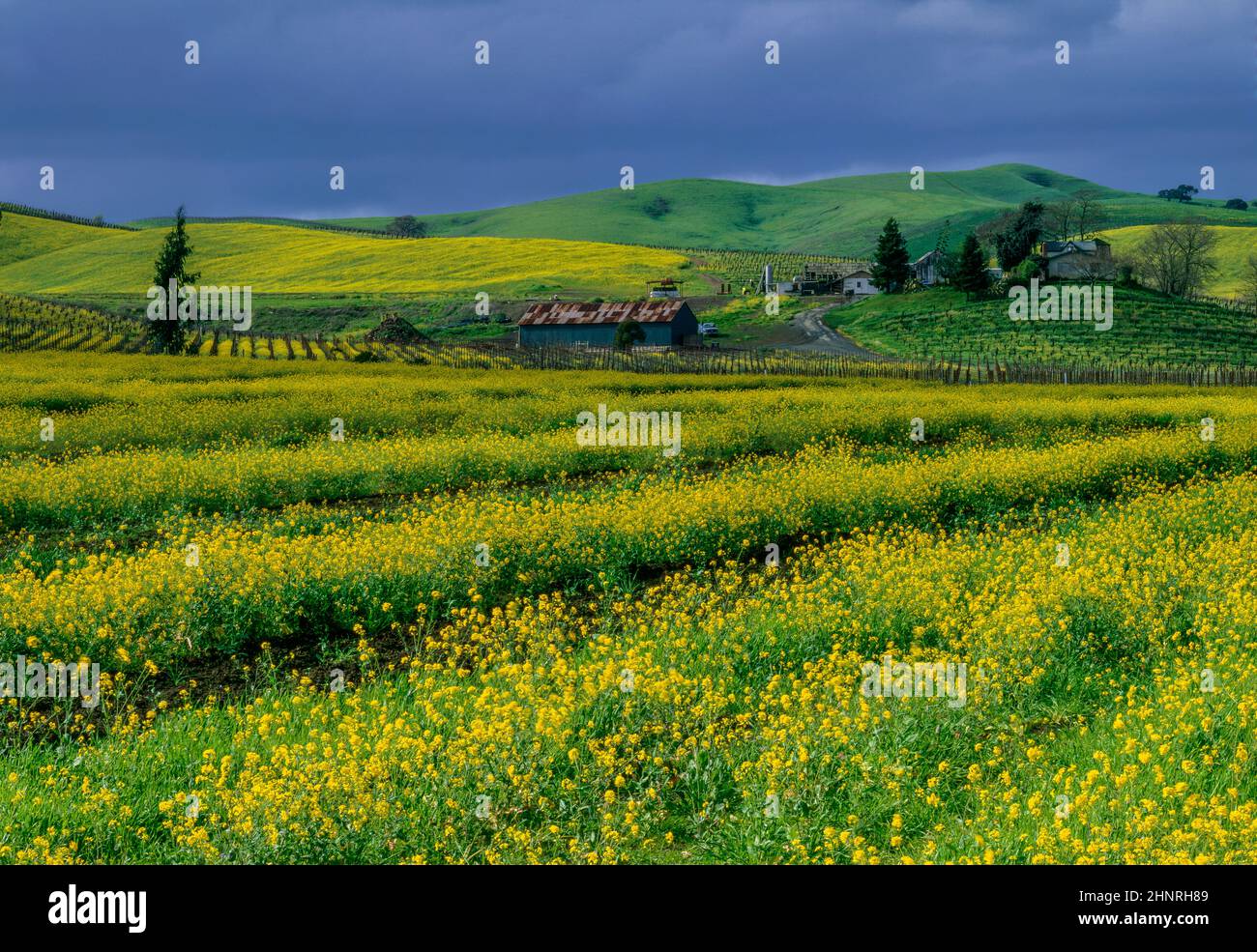 Working Ranch, Mustard Field, Carneros Appelation, Napa Valey, California Stock Photo