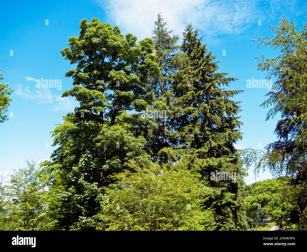 Trees in a garden with green foliage and a blue sky background Stock Photo