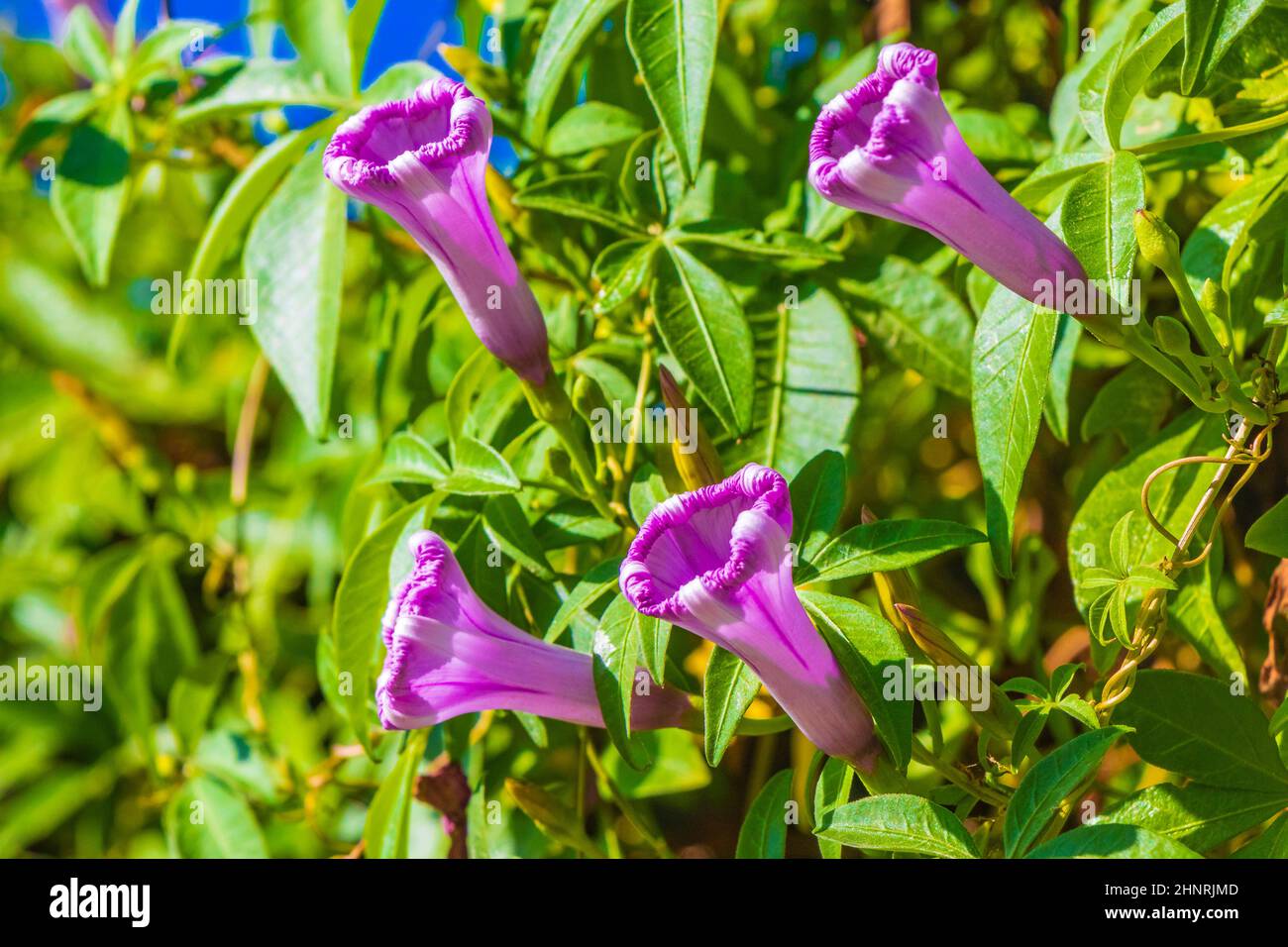 Pink violet purple Mexican Morning Glory Glories Ipomoea spp flower on ...