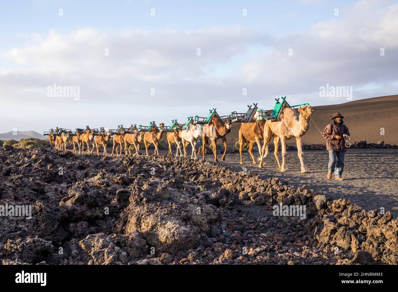 camel driver guides the camel caravan through the volcanic area of timanfaya Stock Photo
