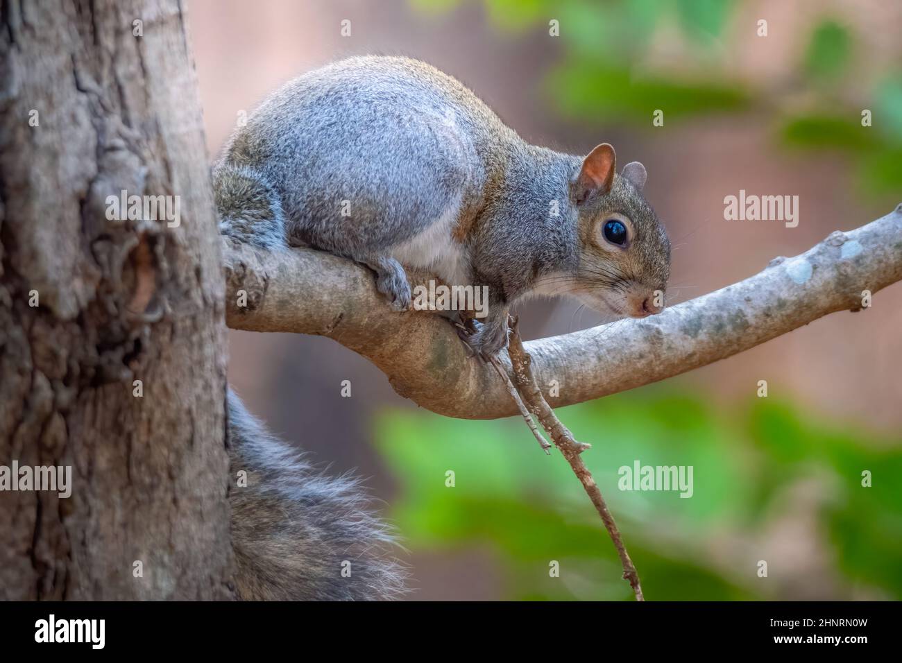 An Eastern Gray Squirrel rests on a tree limb. Raleigh, North Carolina. Stock Photo