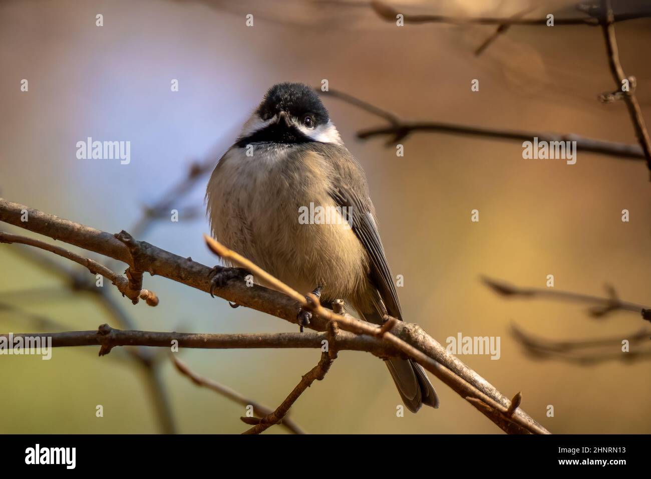 A Carolina Chickadee perches proud with its feather puffed out on a cool winter day. Raleigh, North Carolina. Stock Photo