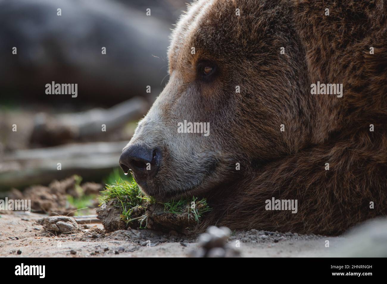 Close up face portrait of a female brown bear with a drop of water on her nose Stock Photo
