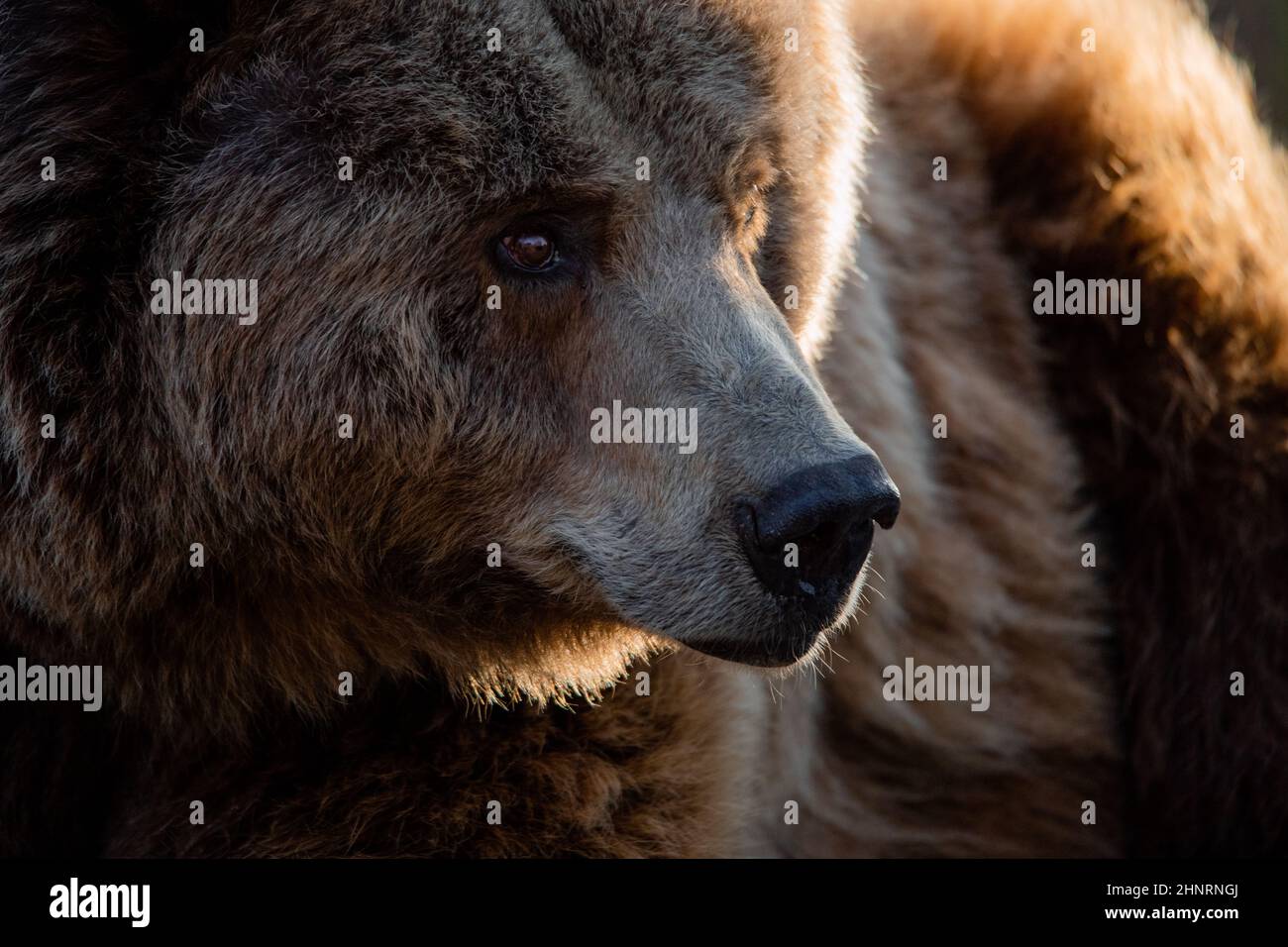Facial portrait of a male brown bear looking around at sunset Stock Photo