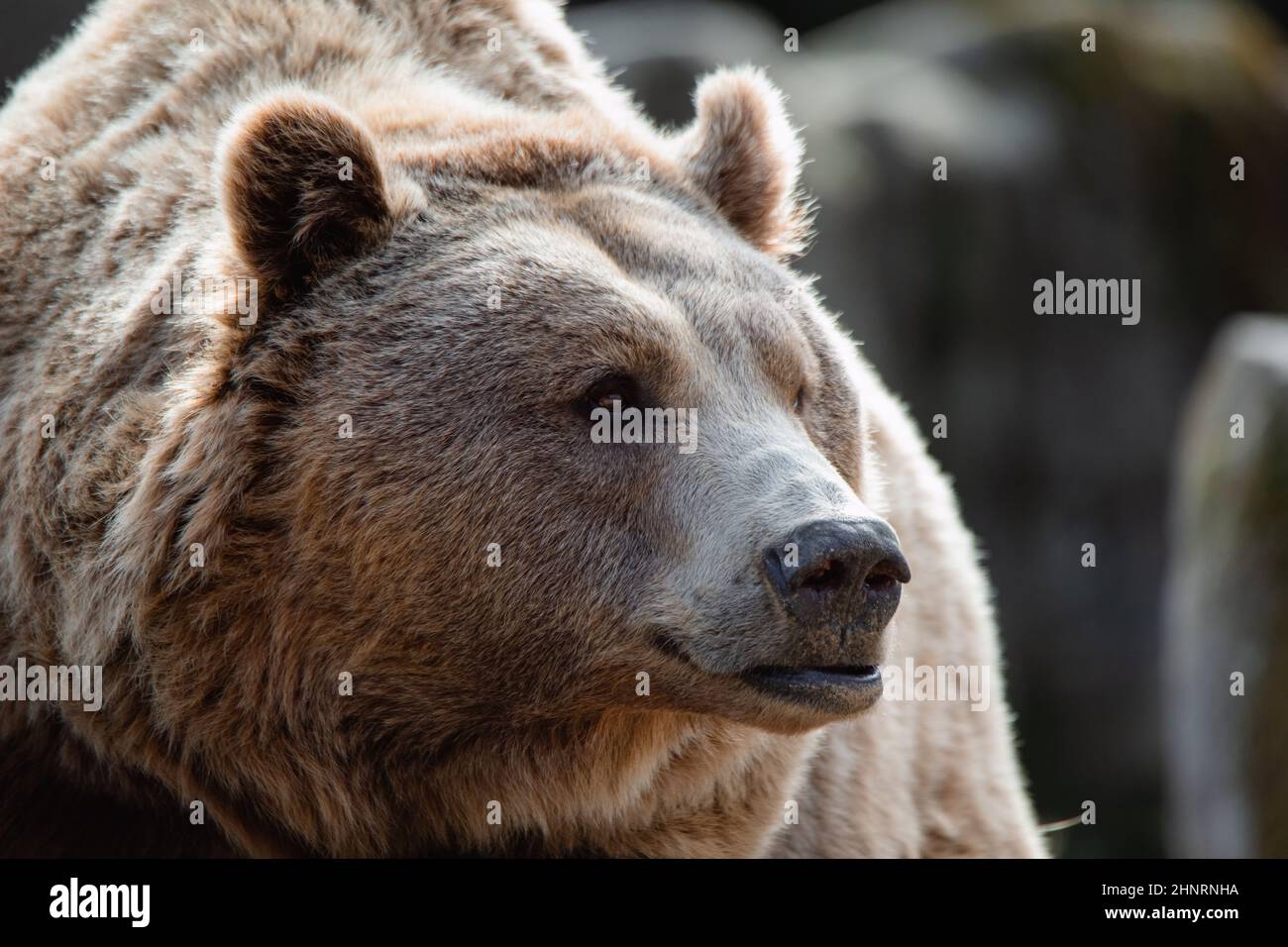 Face portrait of a big female brown bear sniffing the air Stock Photo
