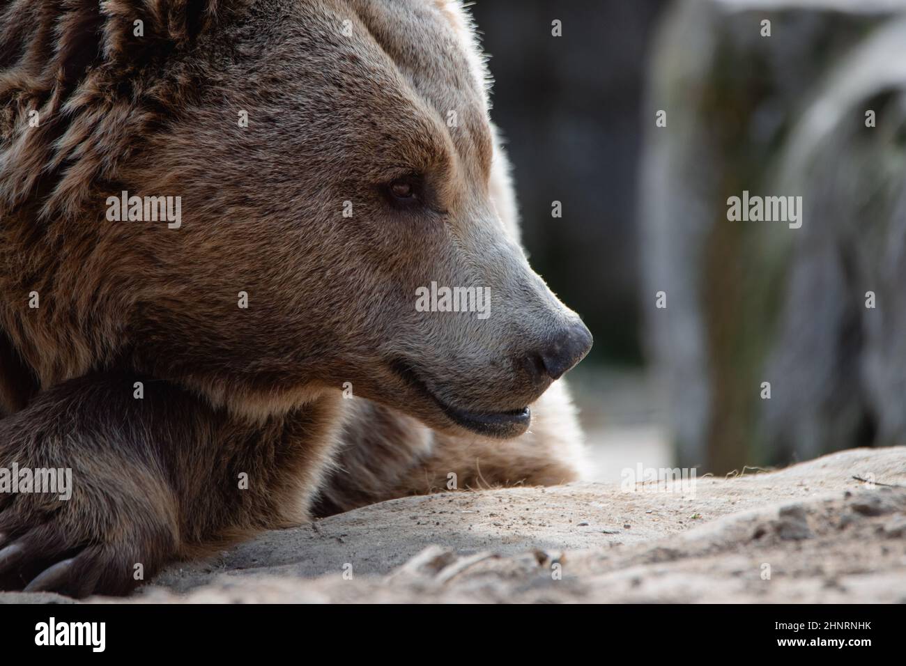 Face portrait of a big female brown bear sniffing the air Stock Photo