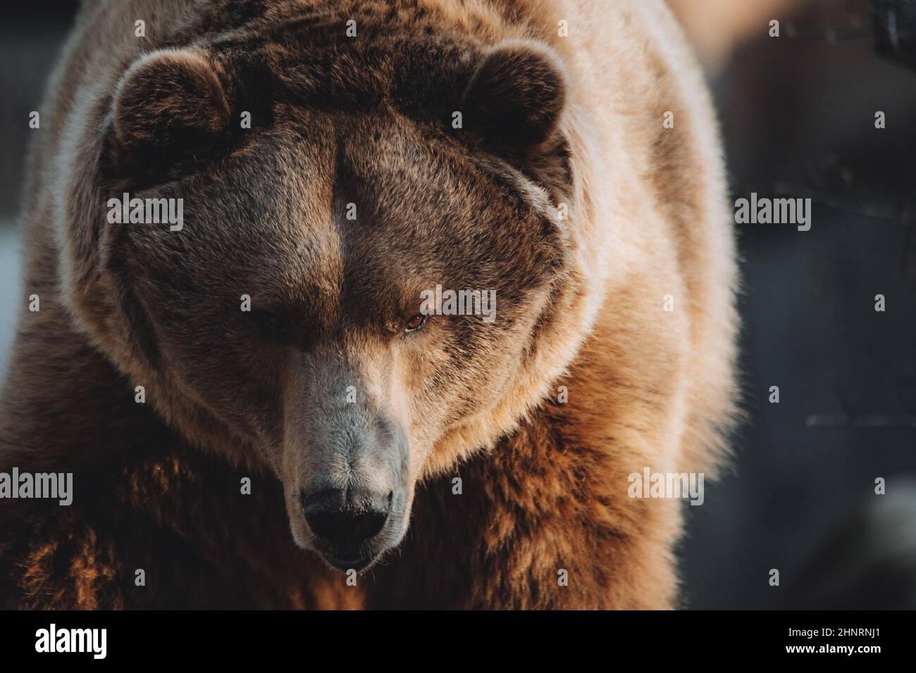 Facial portrait of a male brown bear walking at sunset Stock Photo