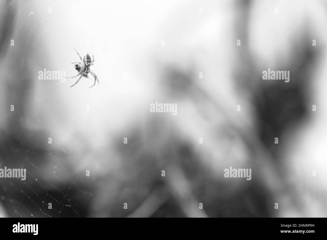 House spider of suborder Araneomorphae; perched on its web guarding its freshly hunted food, an even smaller fly. Stock Photo