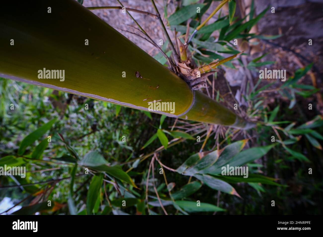 Detail of the bamboo trunk (Subfamily Bambusoideae) next to its leaves in a peculiar perspective shot. Stock Photo