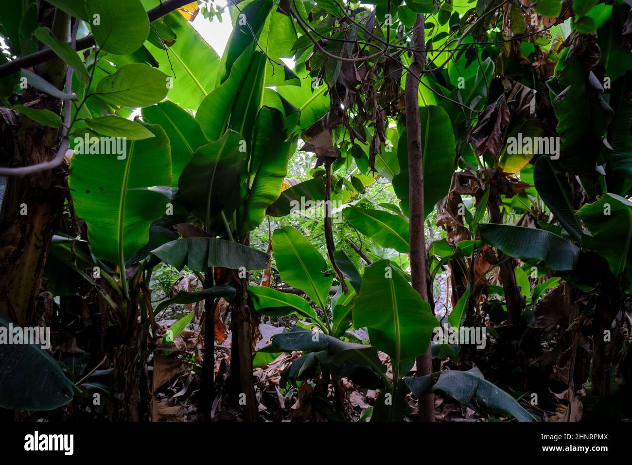 Seen from inside a banana crop (Musa paradisiaca), the exuberant view of this attractive crop of importance is observed. Stock Photo