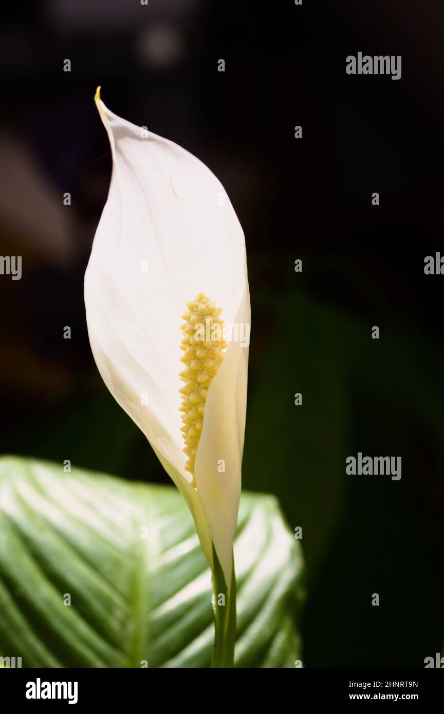 Image of white peace lily flower or cradle of moses (spathiphyllum) on