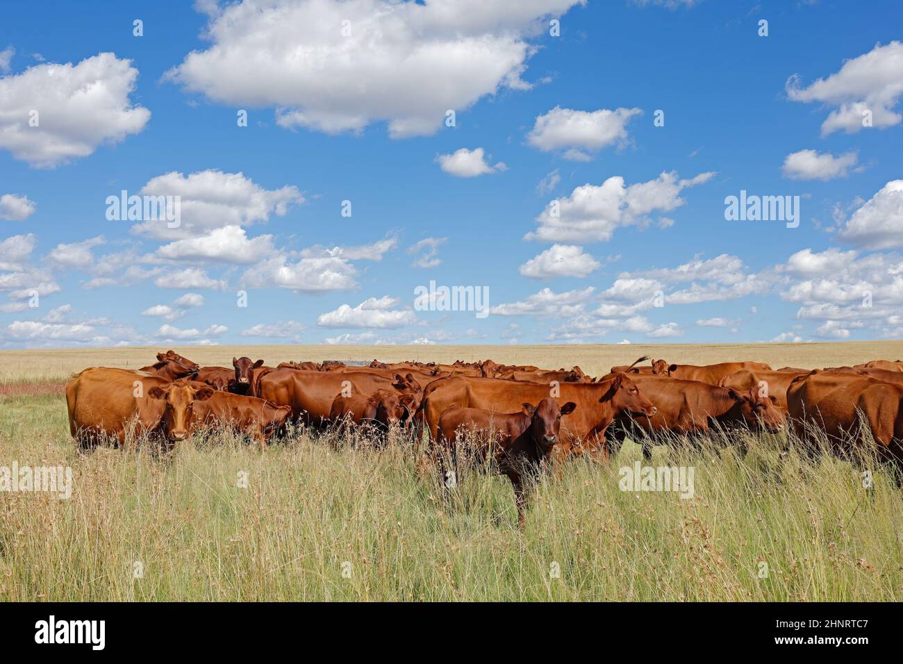 Herd of free-range cattle grazing in grassland on a rural farm, South ...