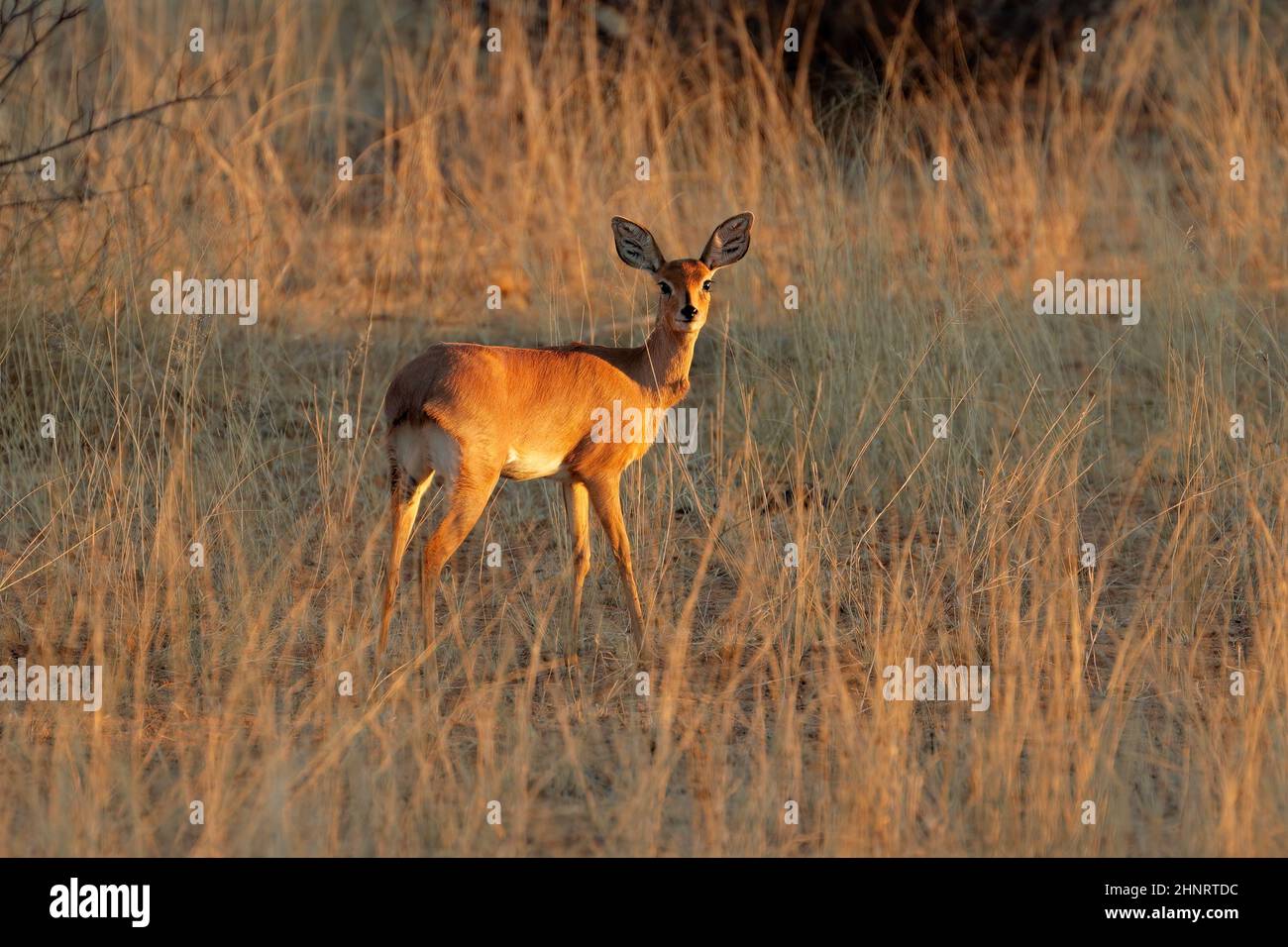 Female steenbok antelope (Raphicerus campestris) in natural habitat
